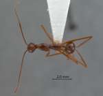 Aphaenogaster feae Emery, 1889 dorsal