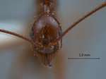 Aphaenogaster feae Emery, 1889 frontal