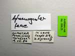 Aphaenogaster feae Emery, 1889 Label