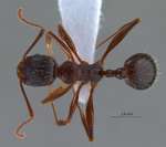 Aphaenogaster gibbosa Latreille, 1798 dorsal