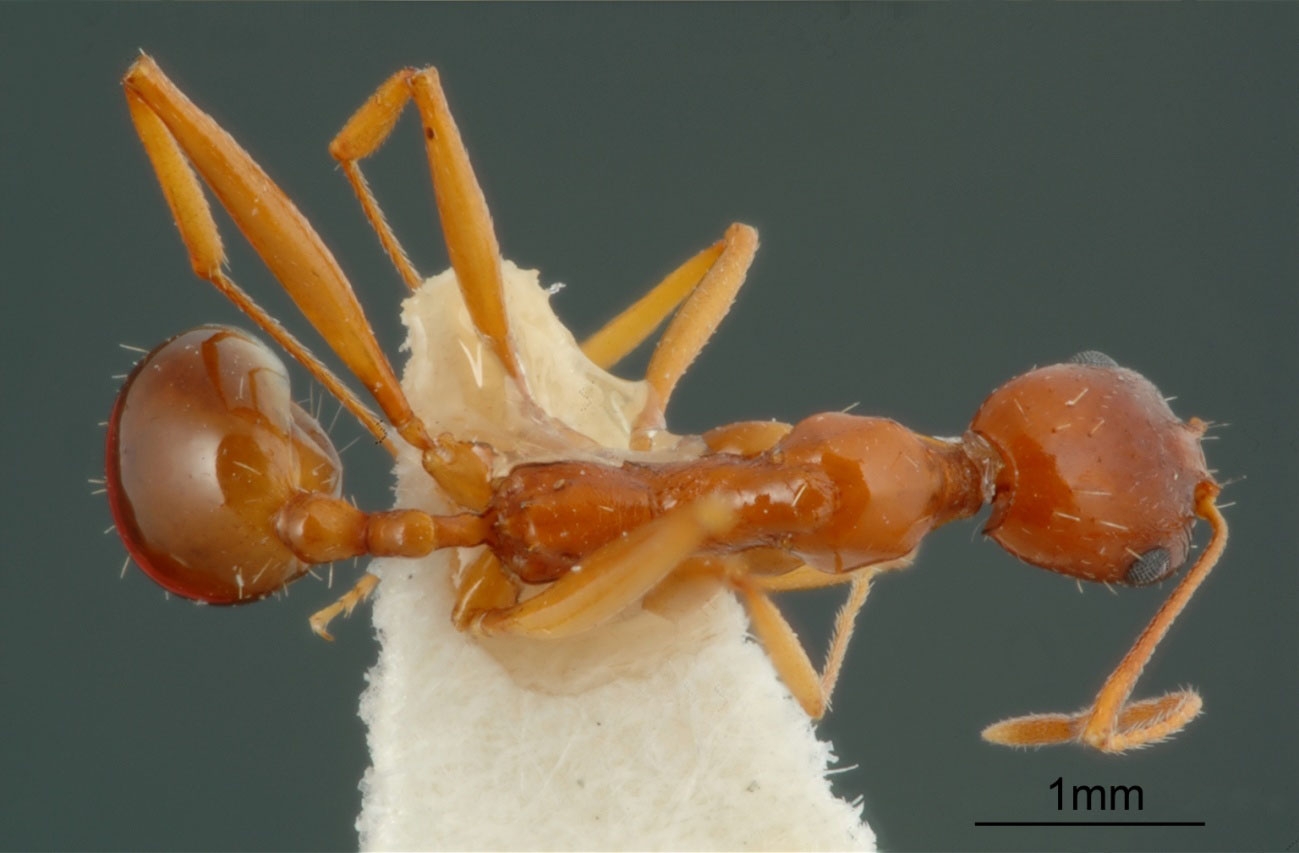 Foto Aphaenogaster iranica Kiran & Alipanah, 2013 dorsal