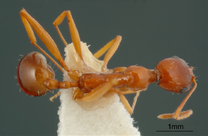 Aphaenogaster iranica Kiran & Alipanah, 2013 dorsal