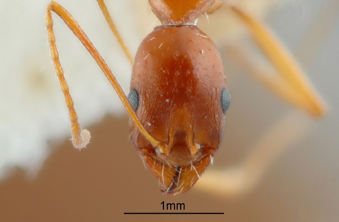 Aphaenogaster iranica Kiran & Alipanah, 2013 frontal
