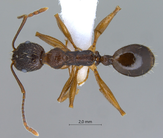 Aphaenogaster kurdica Ruzsky, 1905 dorsal