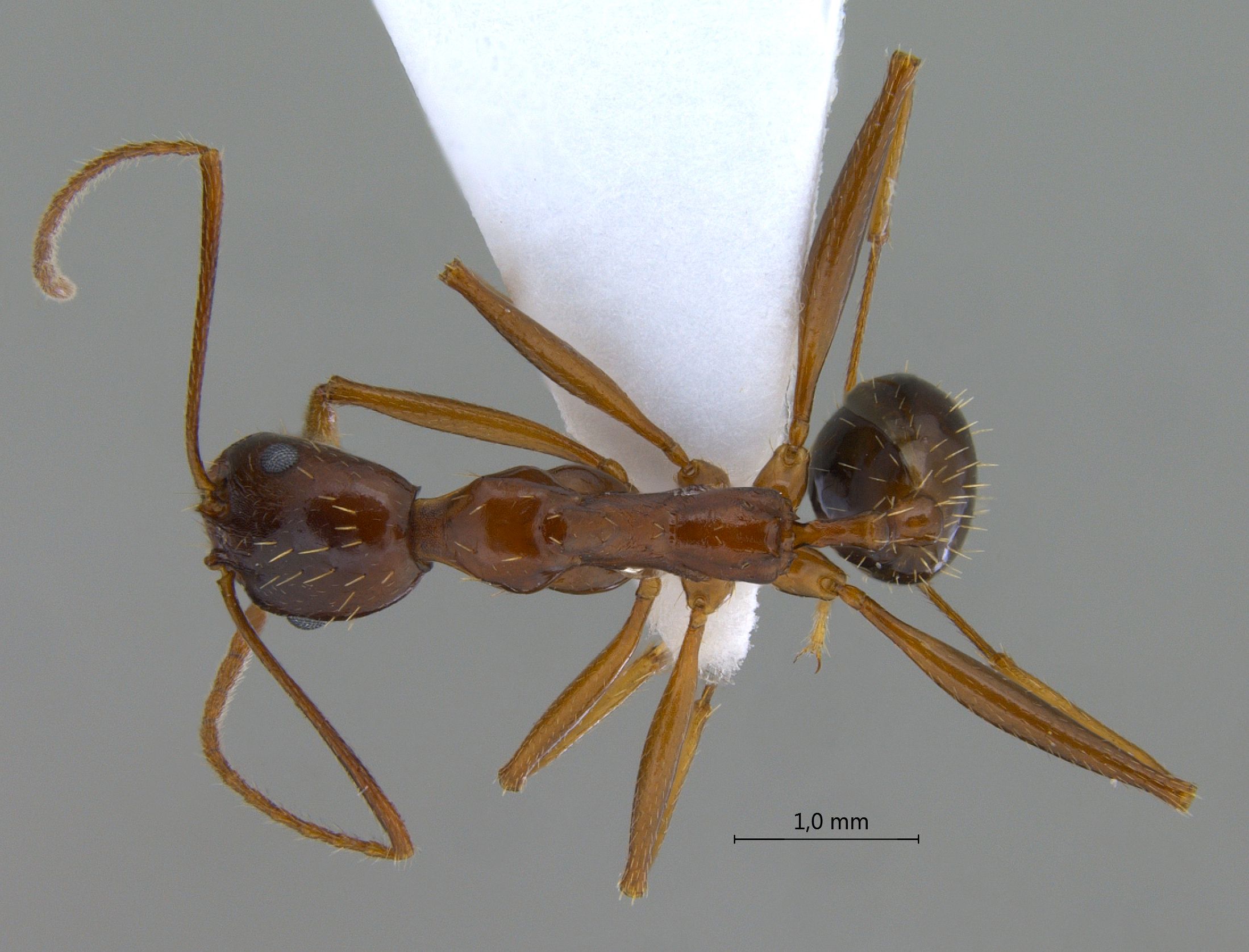 Foto Aphaenogaster sp. dorsal