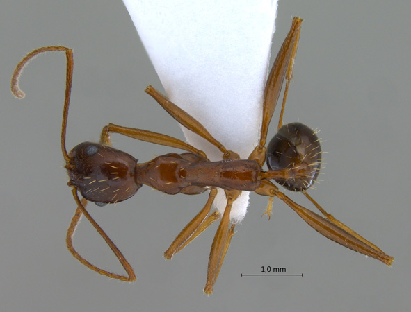 Aphaenogaster sp. dorsal