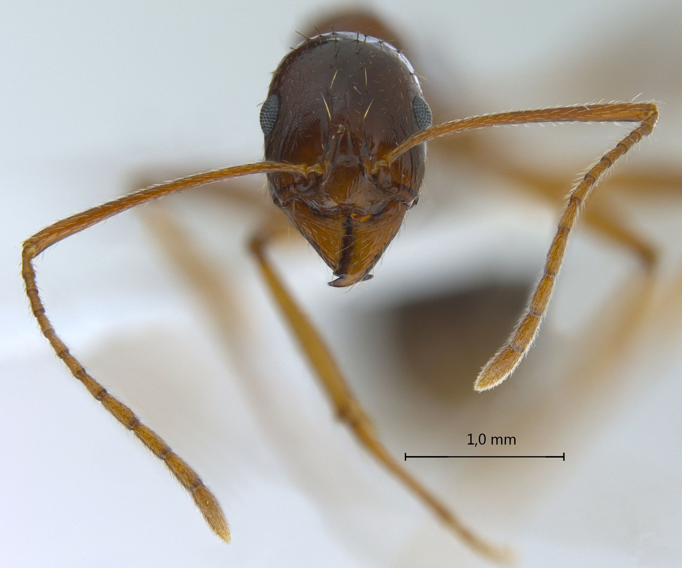 Foto Aphaenogaster sp. frontal