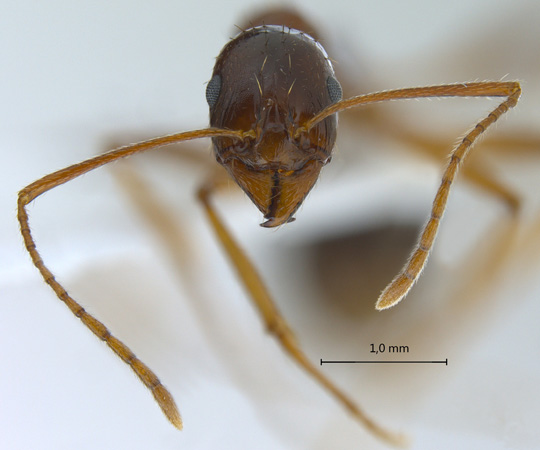 Aphaenogaster sp. frontal