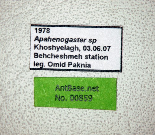 Aphaenogaster sp. Label