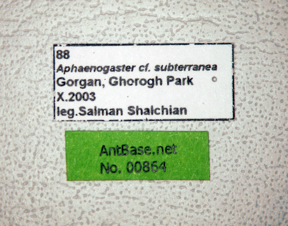 Foto Aphaenogaster subterranea Latreille, 1798 Label