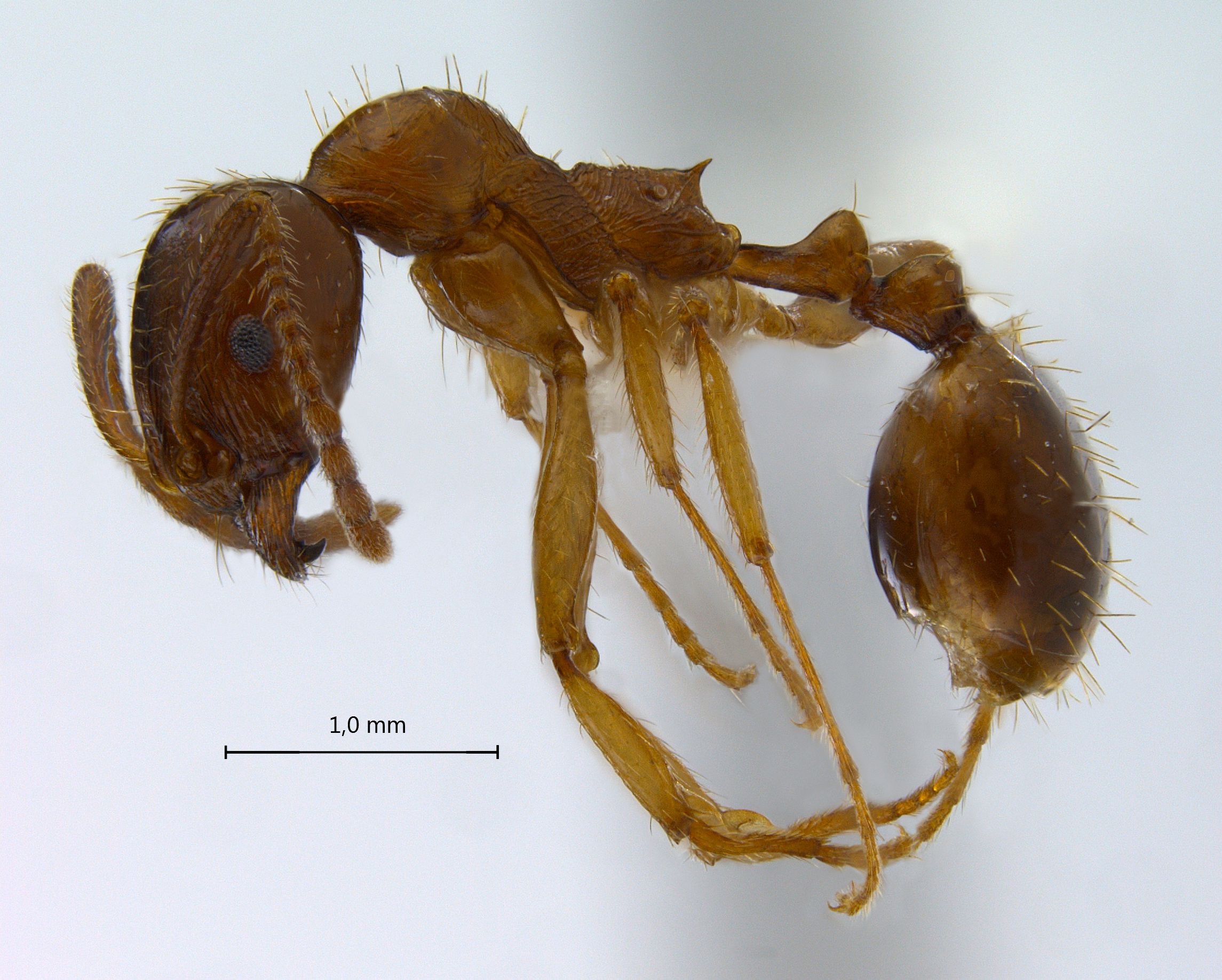 Foto Aphaenogaster subterranea Latreille, 1798 lateral
