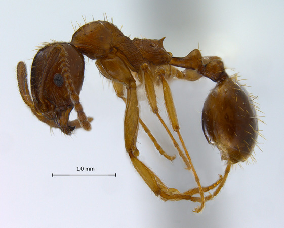 Aphaenogaster subterranea Latreille, 1798 lateral