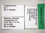 Calyptomyrmex ryderae Shattuck, 2011 Label