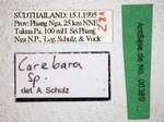 Carebara sp. 1 Label