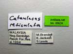 Cataulacus reticulatus Smith, 1857 Label