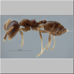 Crematogaster borneensis André, 1896 lateral