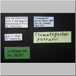 Crematogaster ferrarii Emery, 1888 Label