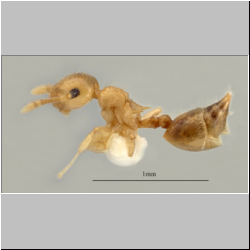 Crematogaster fritzi Emery, 1901 lateral