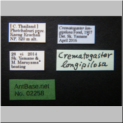 Crematogaster longipilosa Forel, 1907 Label
