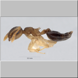 Crematogaster reticulata Hosoishi, 2009 lateral