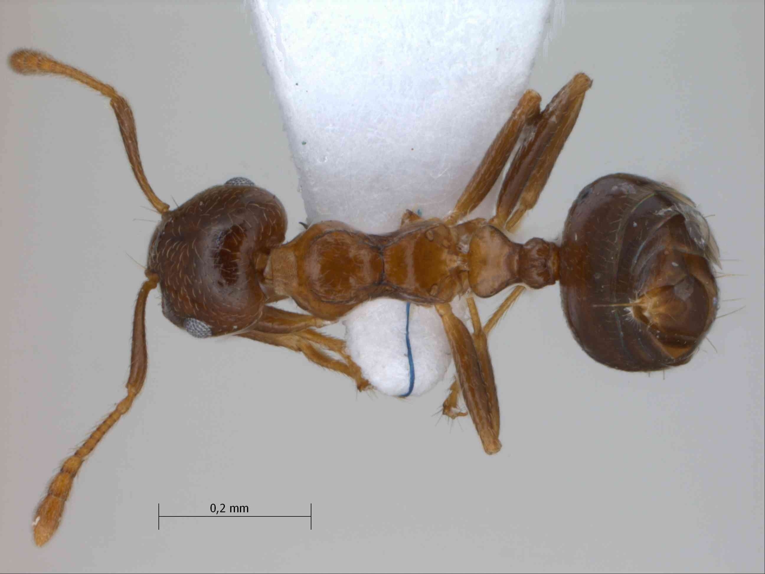 Foto Crematogaster rogenhoferi Mayr, 1879 dorsal