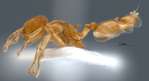 Crematogaster sp. a lateral
