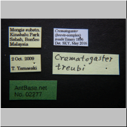 Crematogaster treubi Emery, 1896 Label