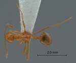 Epelysidris brocha Bolton, 1987 dorsal