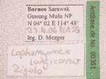 Lophomyrmex longicornis Rigato,1994 Label