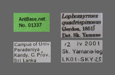 Lophomyrmex quadrispinosus Jerdon, 1851 Label