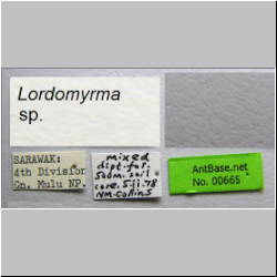 Lordomyrma sp. Taylor Label