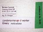Lordomyrma reticulata Lucky & Sarnat, 2008 Label
