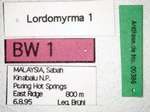 Lordomyrma sp. 1 Label