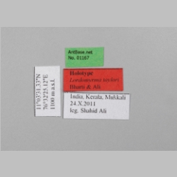 Lordomyrma taylori Bharti & Shaid Ali, 2013 Label