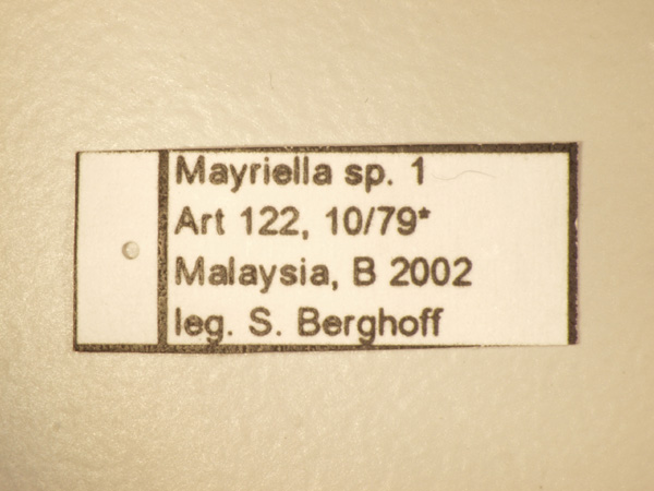 Foto Mayriella 1 Label