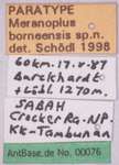 Meranoplus borneensis Schoedl, 1998 Label