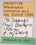 Meranoplus montanus Schoedl, 1998 Label