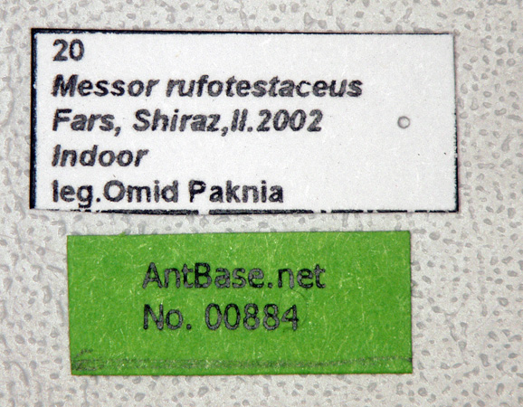 Foto Messor rufotestaceus Frster, 1850 Label
