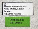 Messor rufotestaceus Frster, 1850 Label