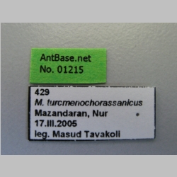 Messor turcmenochorassanicus Arnol'di, 1977 Label