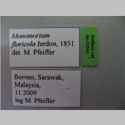 Monomorium floricola Jerdon,1851 Label