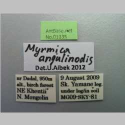 Myrmica angulinodis Ruzsky, 1905 Label
