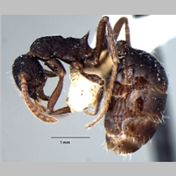 Myrmica curvispinosa ergatoid Bharti & Sharma, 2013 lateral
