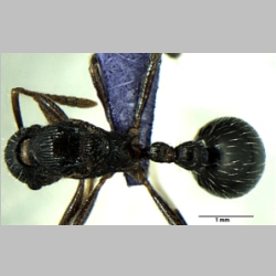 Myrmica curvispinosa Bharti & Sharma, 2013 dorsal