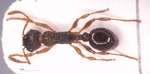 Myrmica forcipata Karavaiev, 1931 dorsal