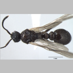 Myrmica nefaria Bharti, 2012 dorsal
