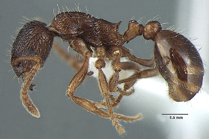 Myrmica pseudorugosa Bharti, 2012 lateral