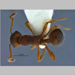 Myrmica ruginodis dorsal