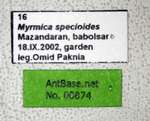 Myrmica specioides Bondroit, 1918 Label