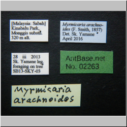 Myrmicaria arachnoides (F.Smith, 1857) Label